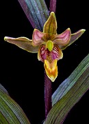 Epipactis gigantea - Stream Orchid 12-0248a